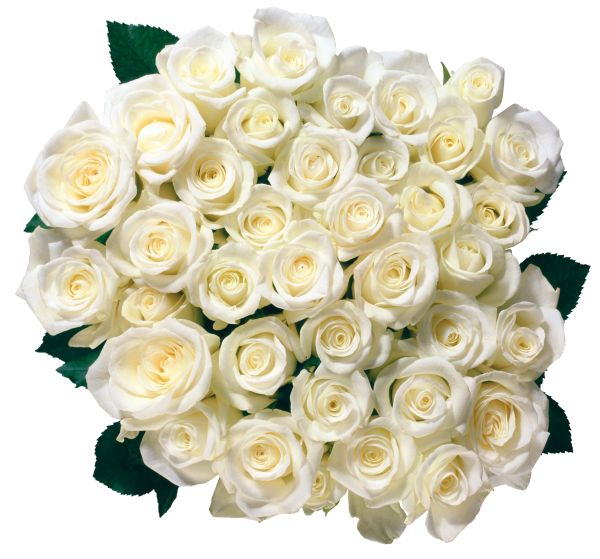 白玫瑰PNG图片,花朵白玫瑰PNG图片图片编号:2787