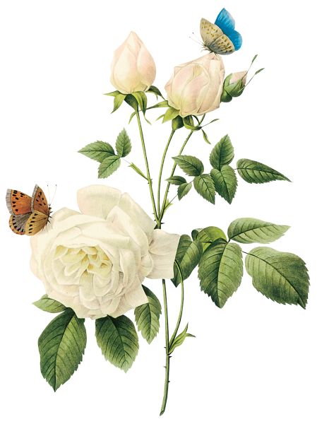 白玫瑰PNG图片,花朵白玫瑰PNG图片图片编号:2790
