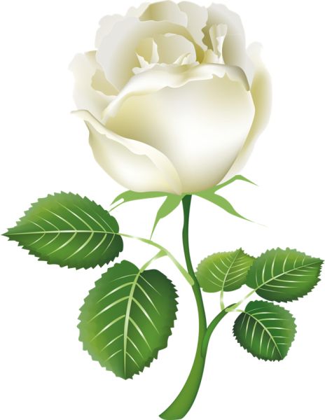 白玫瑰PNG图片,花朵白玫瑰PNG图片图片编号:2794