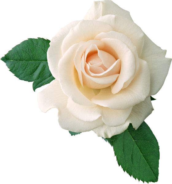 白玫瑰PNG图片,花朵白玫瑰PNG图片图片编号:2796