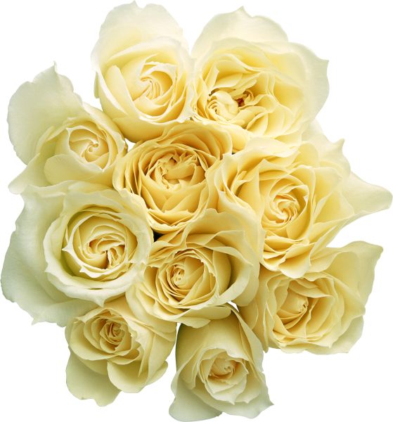 白玫瑰PNG图片,花朵白玫瑰PNG图片图片编号:2797