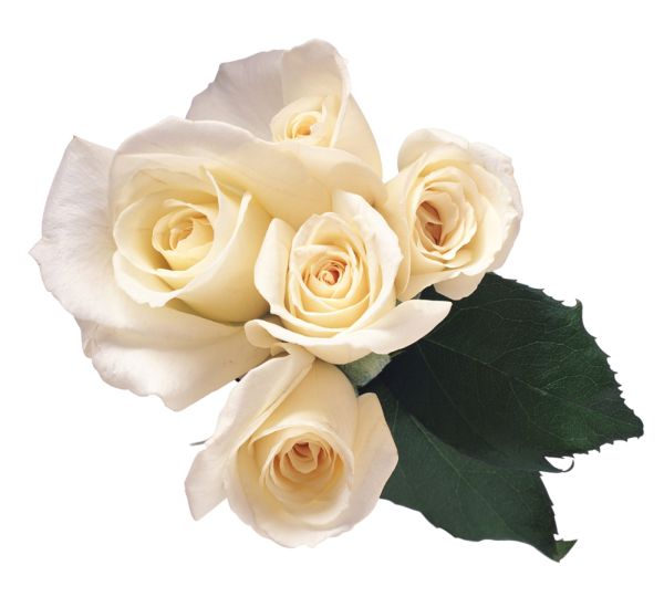 白玫瑰PNG免抠图透明素材 素材天下