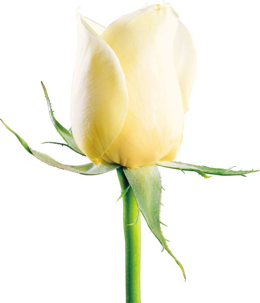 白玫瑰PNG图片,花朵白玫瑰PNG图片图片编号:4006