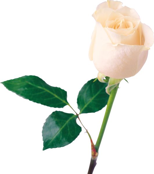 白玫瑰PNG图片,花朵白玫瑰PNG图片图片编号:4007