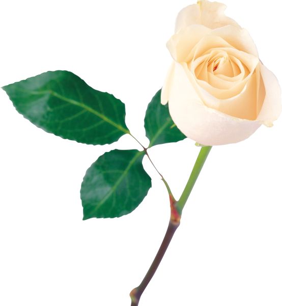 白玫瑰PNG图片,花朵白玫瑰PNG图片图片编号:4008