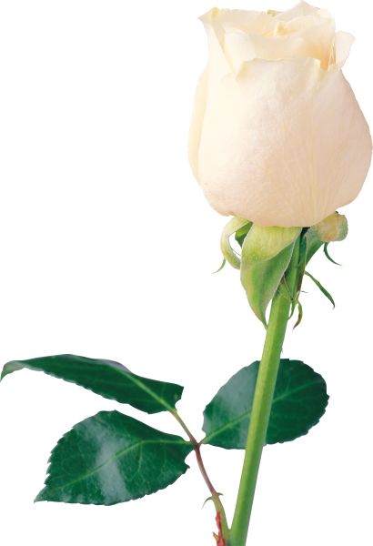 白玫瑰PNG图片,花朵白玫瑰PNG图片图片编号:4009