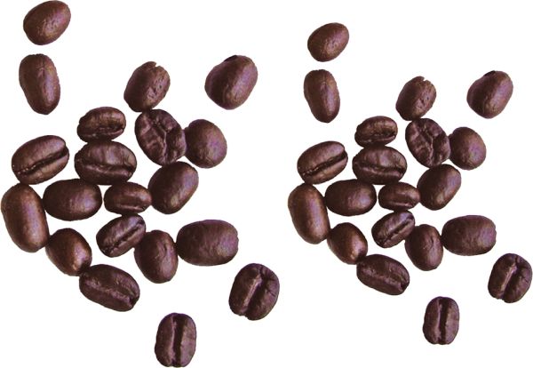 咖啡豆PNG免抠图透明素材 普贤居素材编号:9272