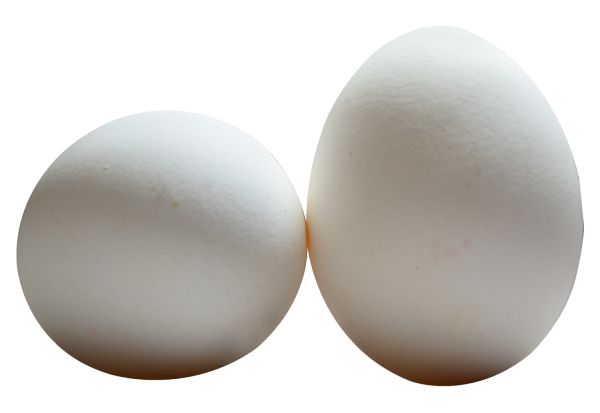 鸡蛋 PNG透明背景免抠图元素 16图库网编号:40797
