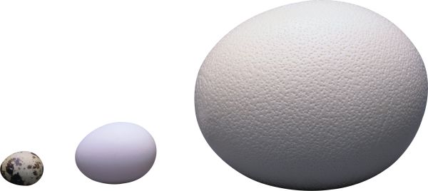 鸡蛋 PNG透明背景免抠图元素 16图库网编号:97969