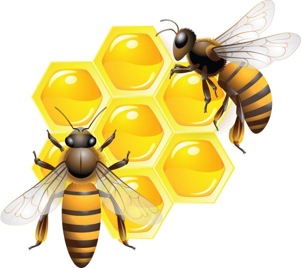 蜂蜜PNG免抠图透明素材 16设计网编号:11553