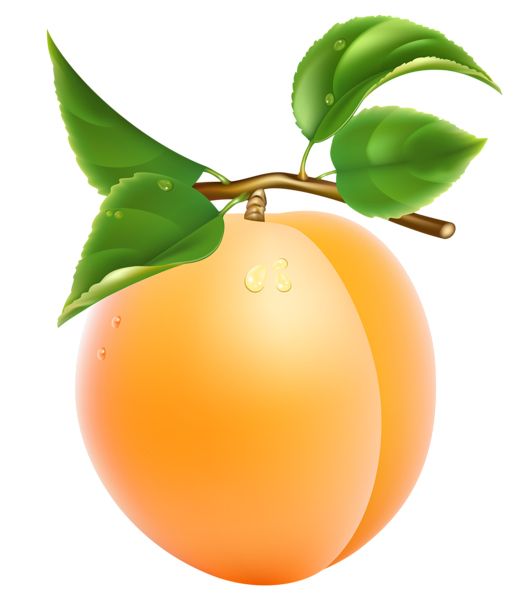 绿叶杏 PNG透明背景免抠图元素 素