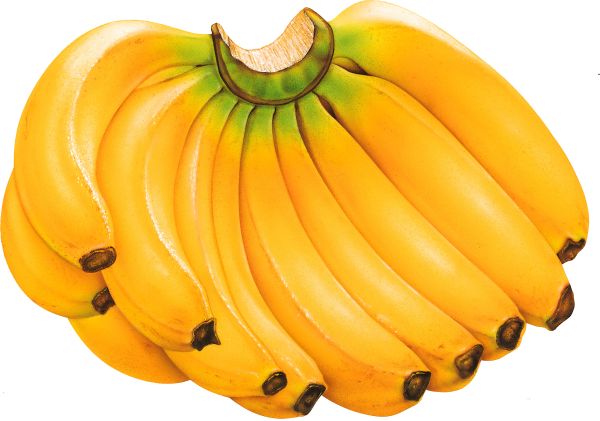 很多香蕉PNG透明背景免抠图元素 素材中国编号:817