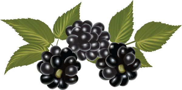黑莓 PNG透明背景免抠图元素 16图库网编号:26551
