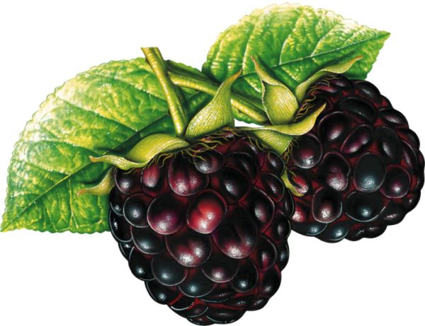 黑莓 PNG免抠图透明素材 素材天下编号:26561