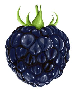 黑莓 PNG免抠图透明素材 素材天下编号:26562