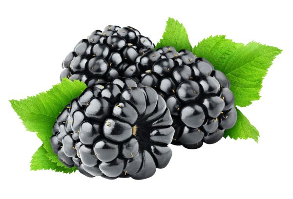 黑莓 PNG免抠图透明素材 16设计网编号:26564