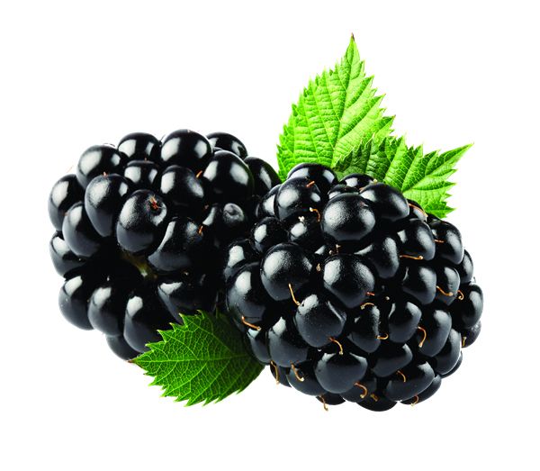 黑莓 PNG免抠图透明素材 16设计网编号:26565