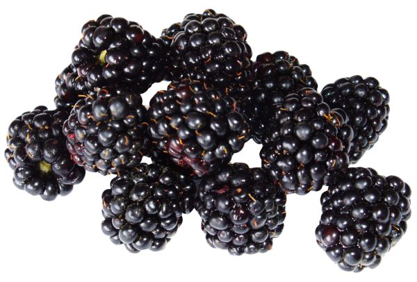 黑莓 PNG免抠图透明素材 素材天下编号:26566