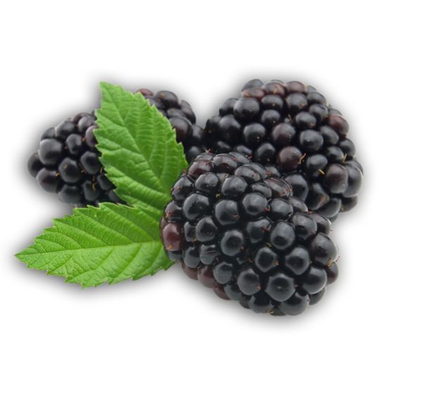 黑莓 PNG透明背景免抠图元素 16图库网编号:26567