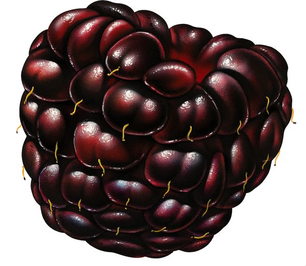 黑莓 PNG透明背景免抠图元素 16图库网编号:26552