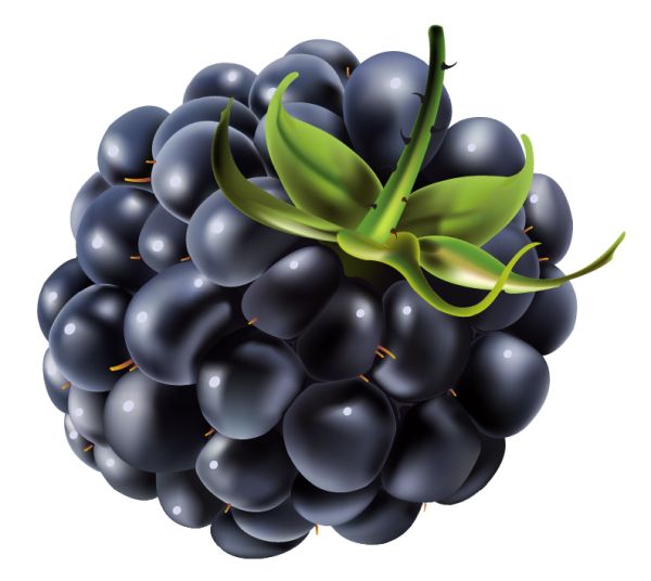 黑莓 PNG免抠图透明素材 素材天下编号:26570