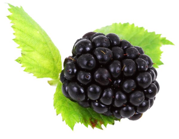 黑莓 PNG透明背景免抠图元素 16图库网编号:26572