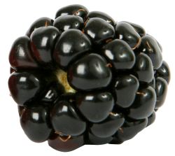 黑莓 PNG透明背景免抠图元素 素材中国编号:26575
