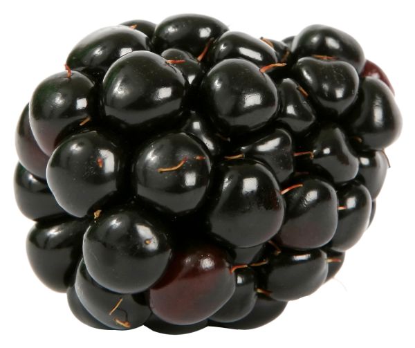 黑莓 PNG免抠图透明素材 16设计网编号:26578