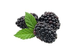 黑莓 PNG免抠图透明素材 素材天下编号:26579