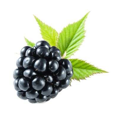 黑莓 PNG免抠图透明素材 普贤居素材编号:26582