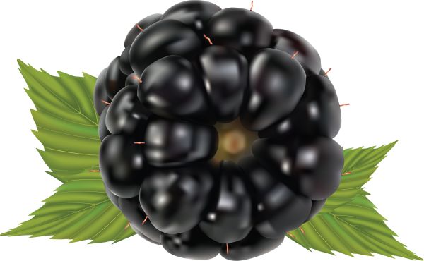 黑莓 PNG透明元素免抠图素材 16素材网编号:26583