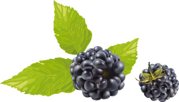 黑莓 PNG透明背景免抠图元素 素材