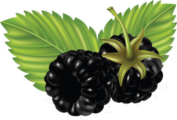 黑莓 PNG透明背景免抠图元素 16图库网编号:26555