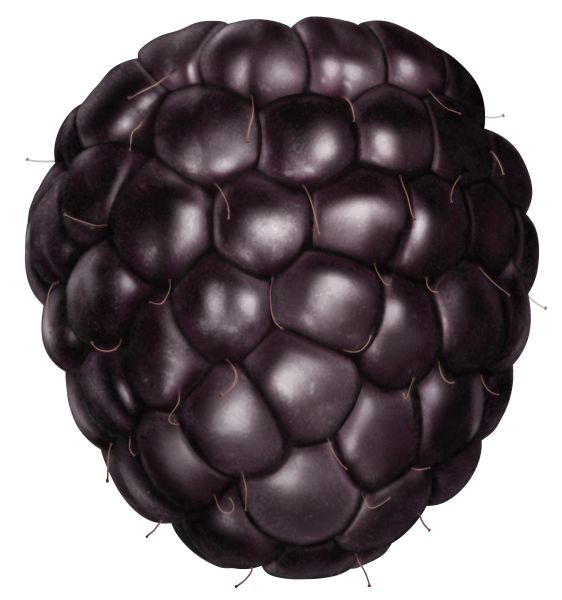 黑莓 PNG免抠图透明素材 普贤居素材编号:26558