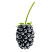 黑莓 PNG免抠图透明素材 素材天下编号:26559