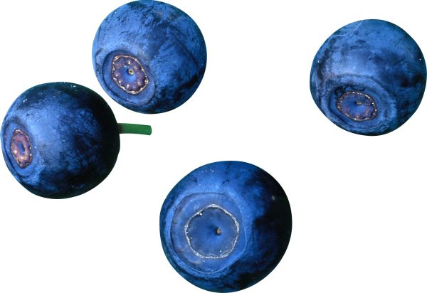 蓝莓 PNG免抠图透明素材 素材天下编号:26673