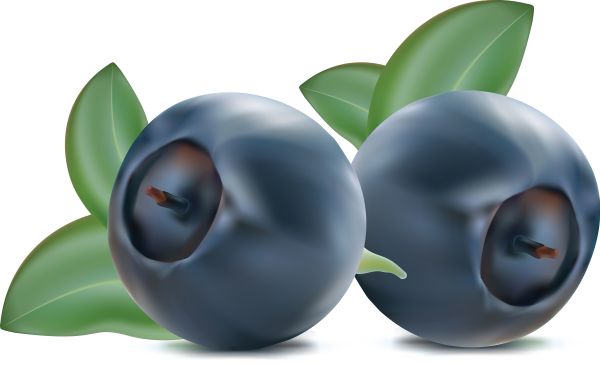 蓝莓 PNG透明背景免抠图元素 素材中国编号:26675