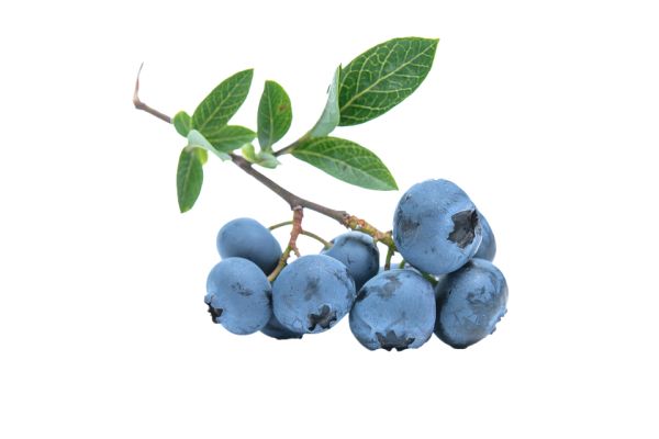 蓝莓 PNG免抠图透明素材 素材中国编号:26721