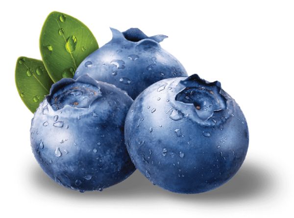 蓝莓 PNG免抠图透明素材 普贤居素材编号:26722