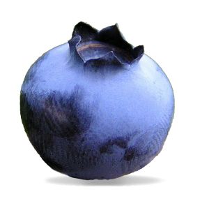 蓝莓 PNG透明背景免抠图元素 素材中国编号:26723