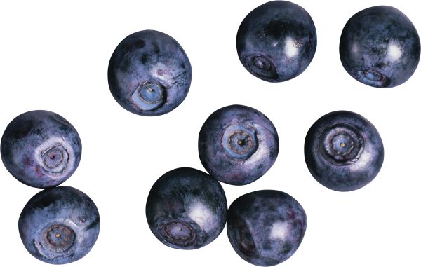 蓝莓 PNG透明背景免抠图元素 16图库网编号:26724