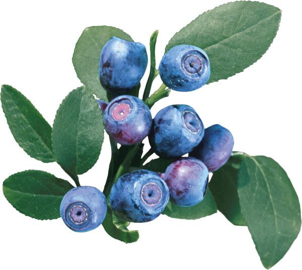 蓝莓 PNG免抠图透明素材 素材天下编号:26727