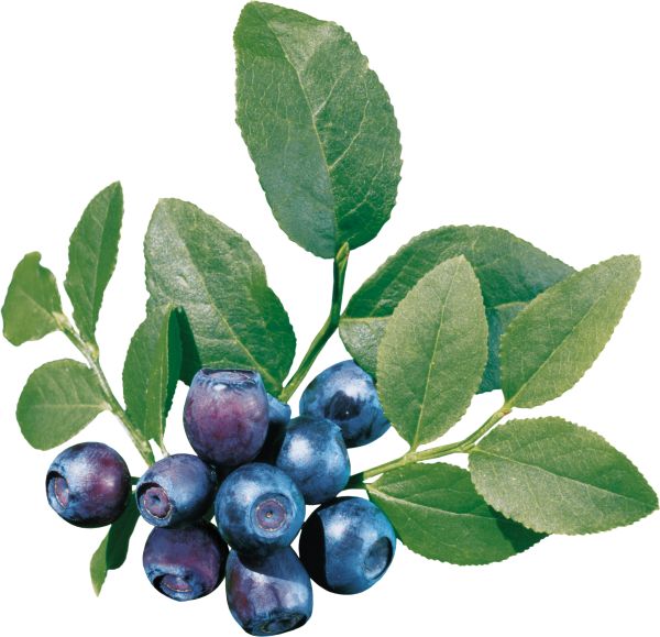 蓝莓 PNG免抠图透明素材 素材天下编号:26728