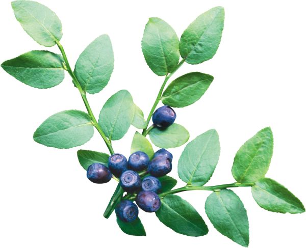 蓝莓 PNG透明背景免抠图元素 16图
