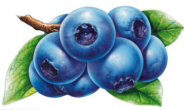 蓝莓 PNG免抠图透明素材 素材天下编号:26679