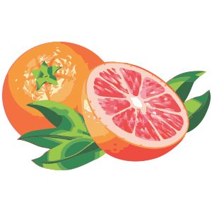 葡萄柚 PNG免抠图透明素材 16设计网编号:15255
