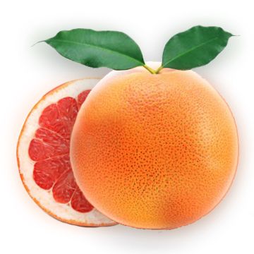 葡萄柚 PNG透明背景免抠图元素 素