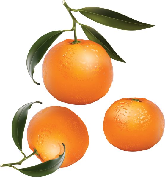 柑橘 PNG免抠图透明素材 16设计网编号:44892