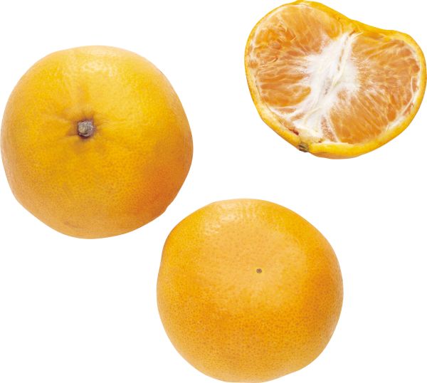 柑橘 PNG透明背景免抠图元素 16图库网编号:44923