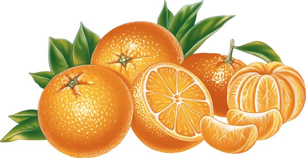 很多橘子画PNG透明背景免抠图元素 